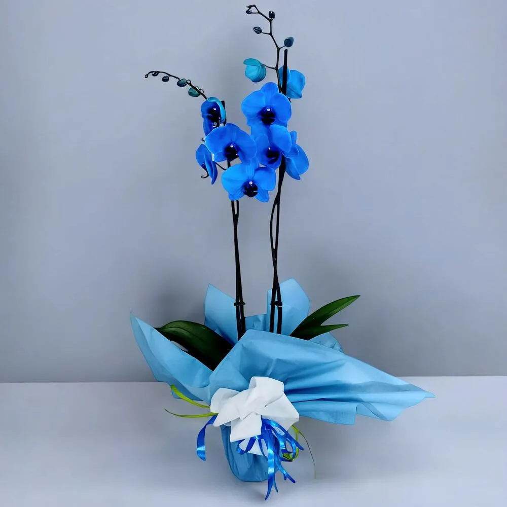 Orquídea Phalaenopsis, vista 3