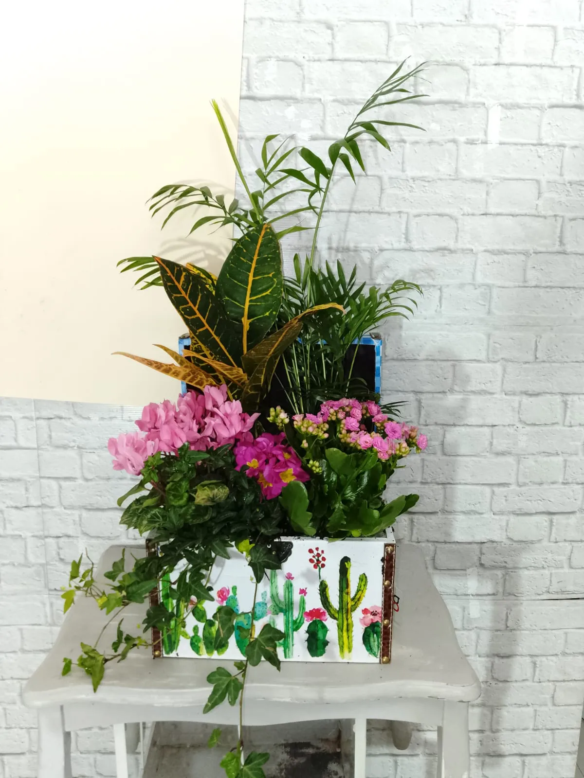 Caja de plantas con cactus