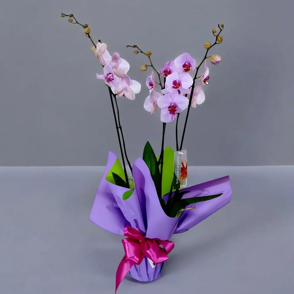 Phalaenopsis rosa de 3 tallos